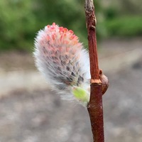 Salix 'Coire Kander'